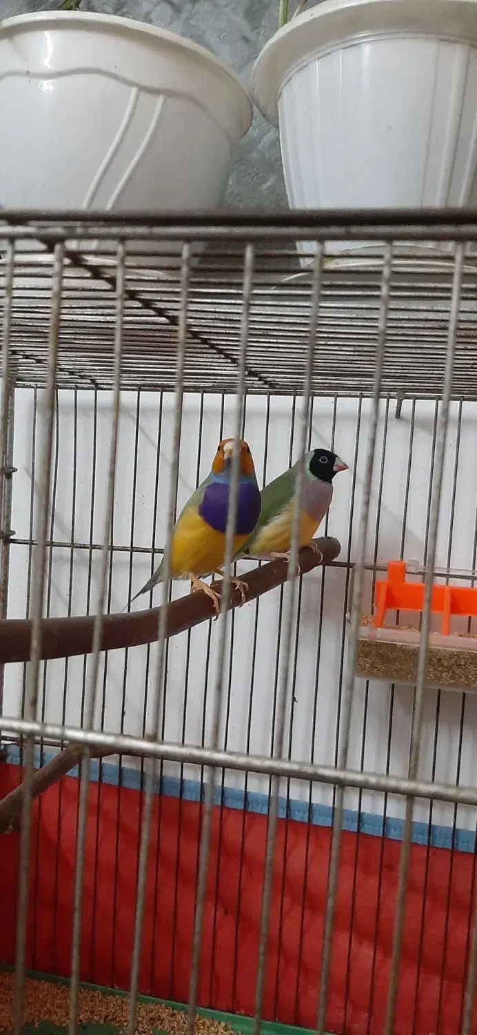 جفت گلدین نر و ماده بالغ|پرنده|لاهیجان, کاروانسرابر|دیوار