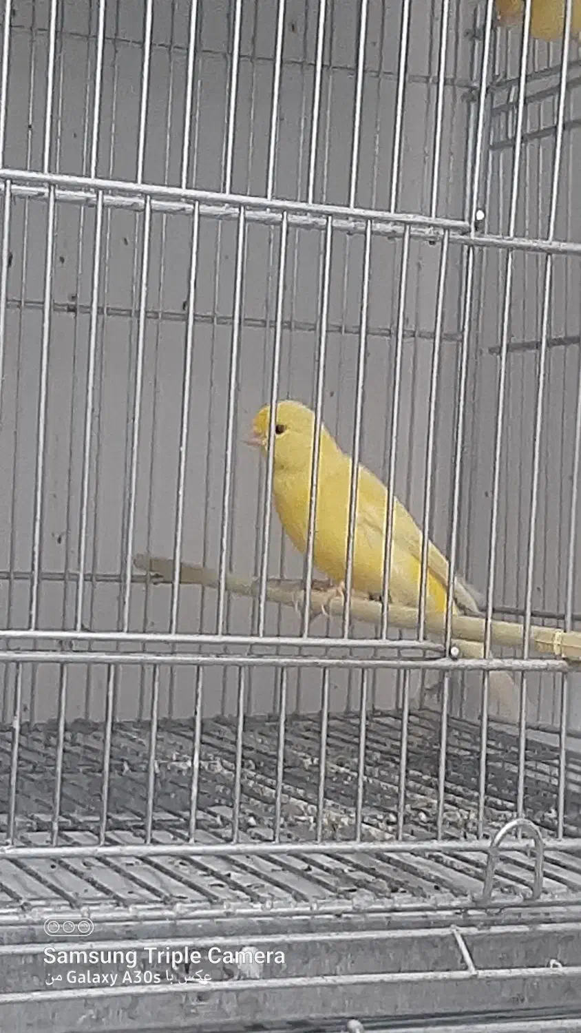 جوجه قناری ۲۰۲۵|پرنده|شهریار, رضی آباد بالا|دیوار