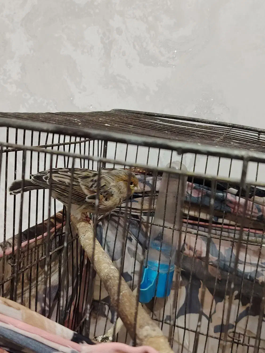 قناری|پرنده|فشاپویه, |دیوار