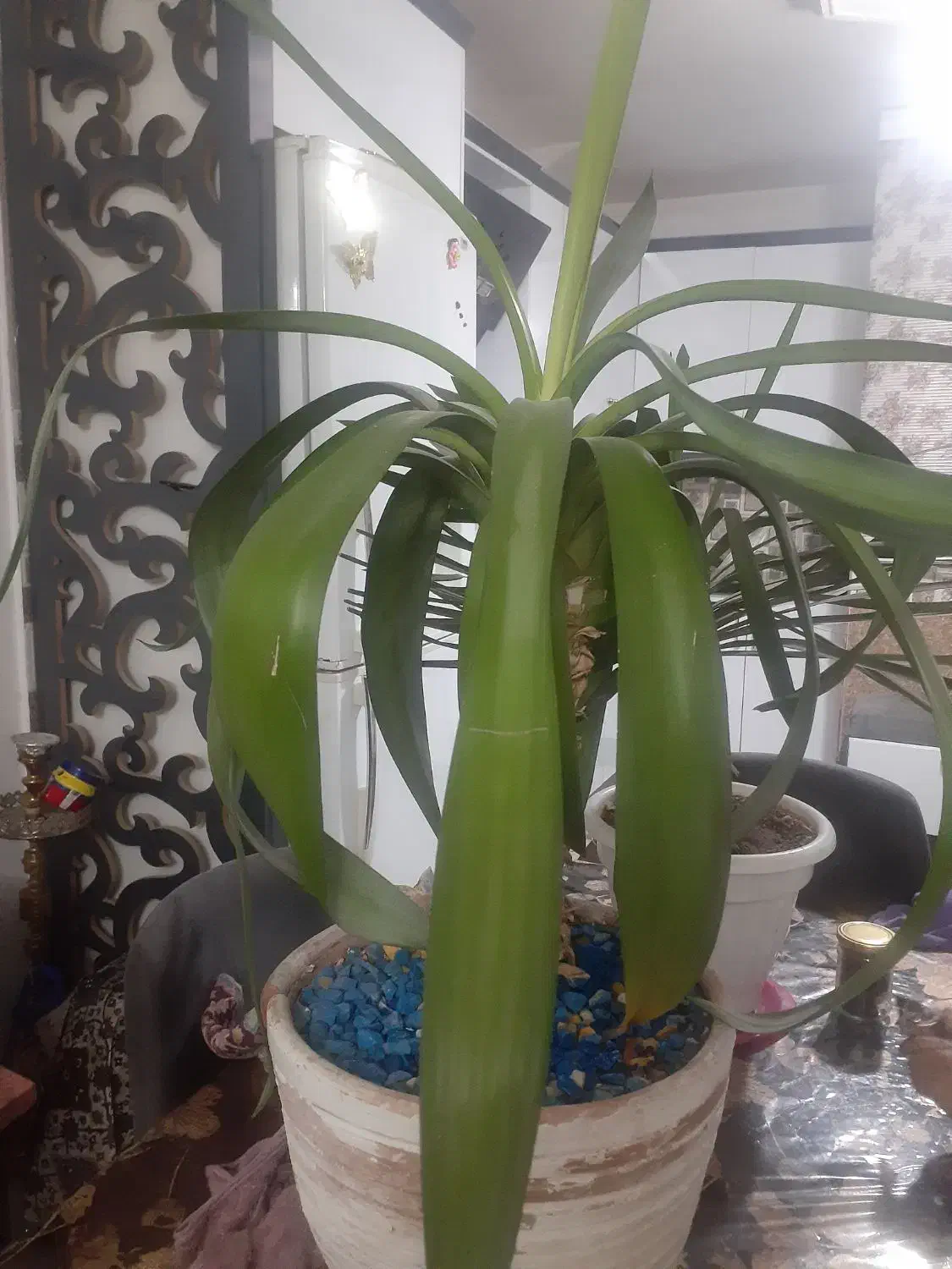 درخچه|گل و گیاه طبیعی|پاکدشت, پاکدشت (مامازند)|دیوار