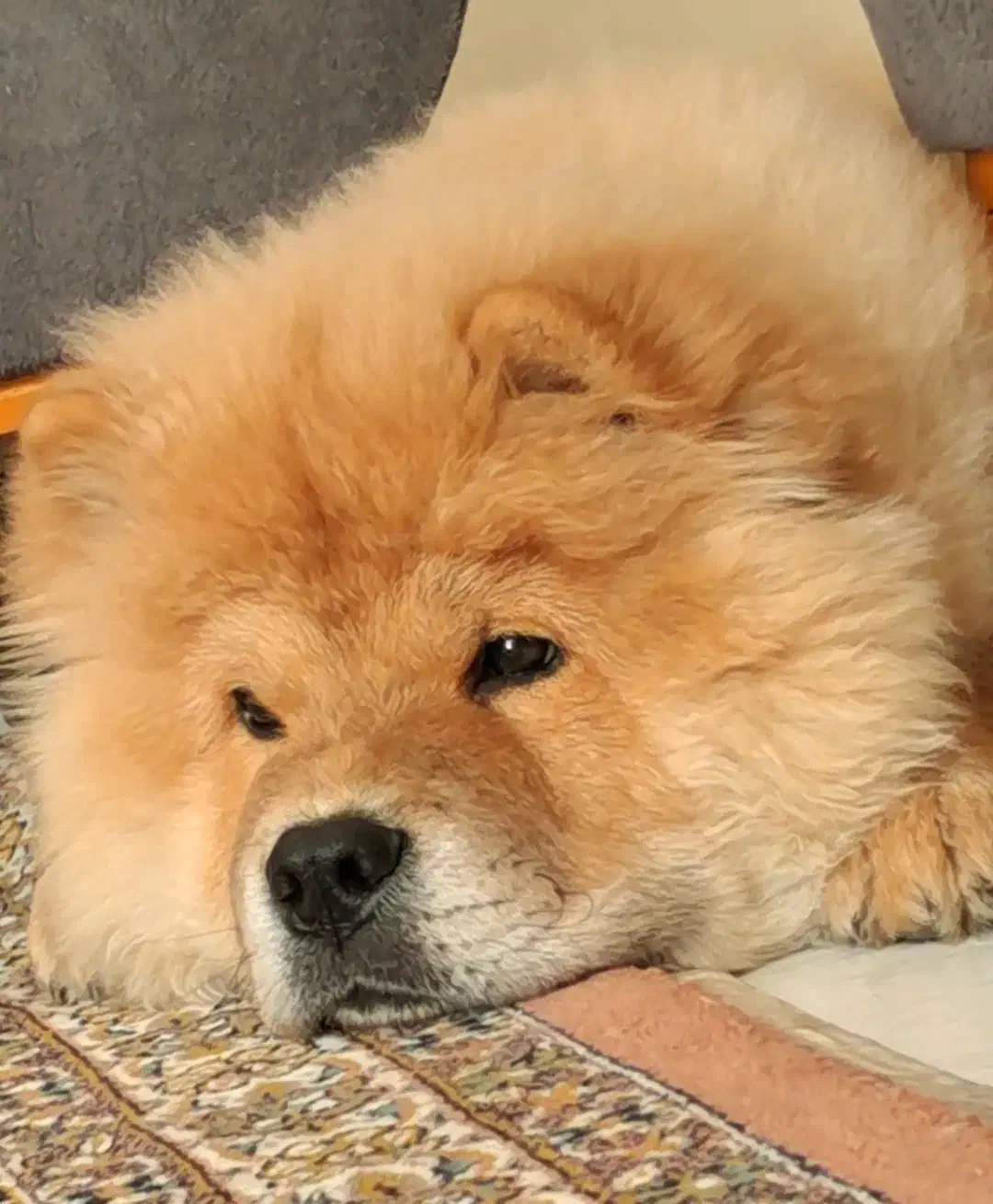 چاو چاو شاه توله|سگ|تهران, شهران جنوبی|دیوار