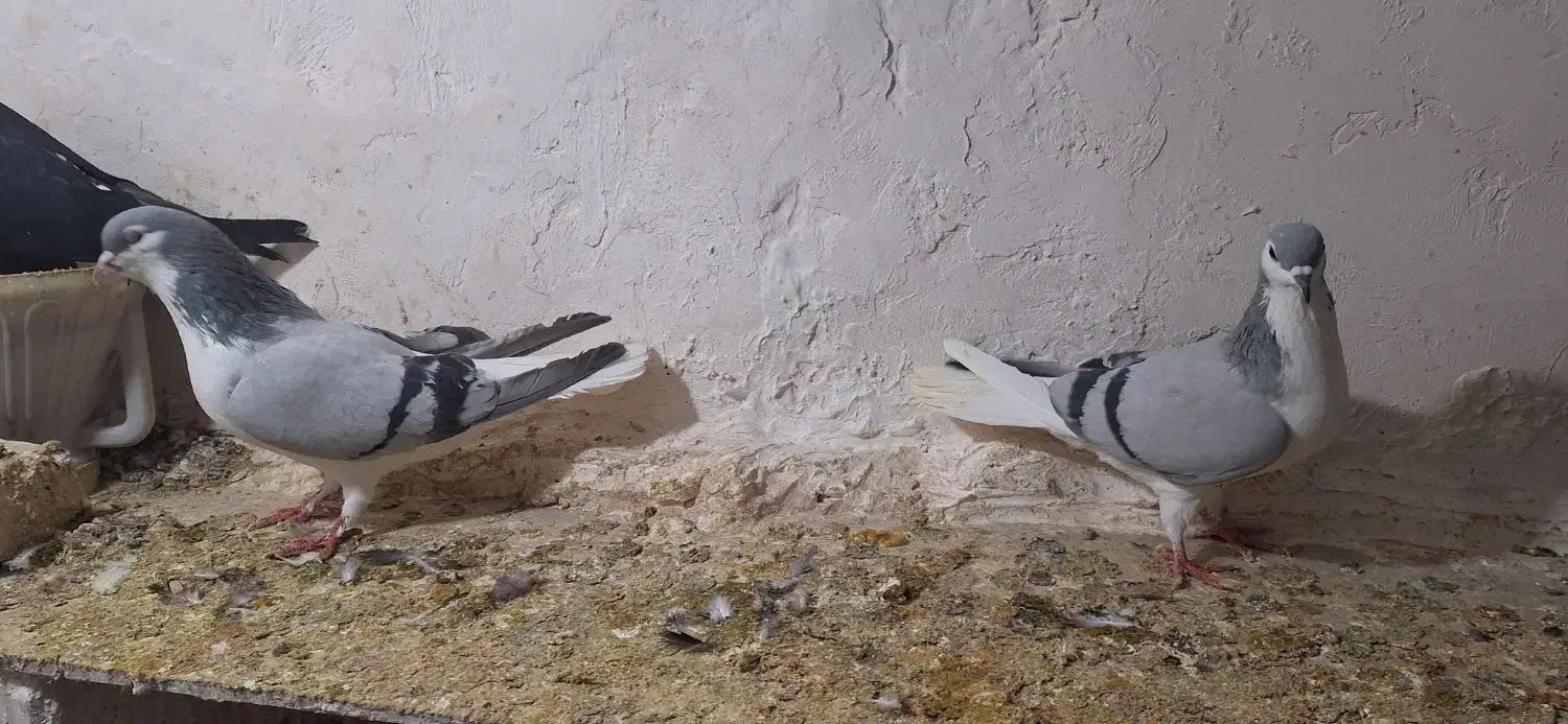 جفتگاهبضمانت همه چیز|پرنده|نیشابور, ده حلاج|دیوار