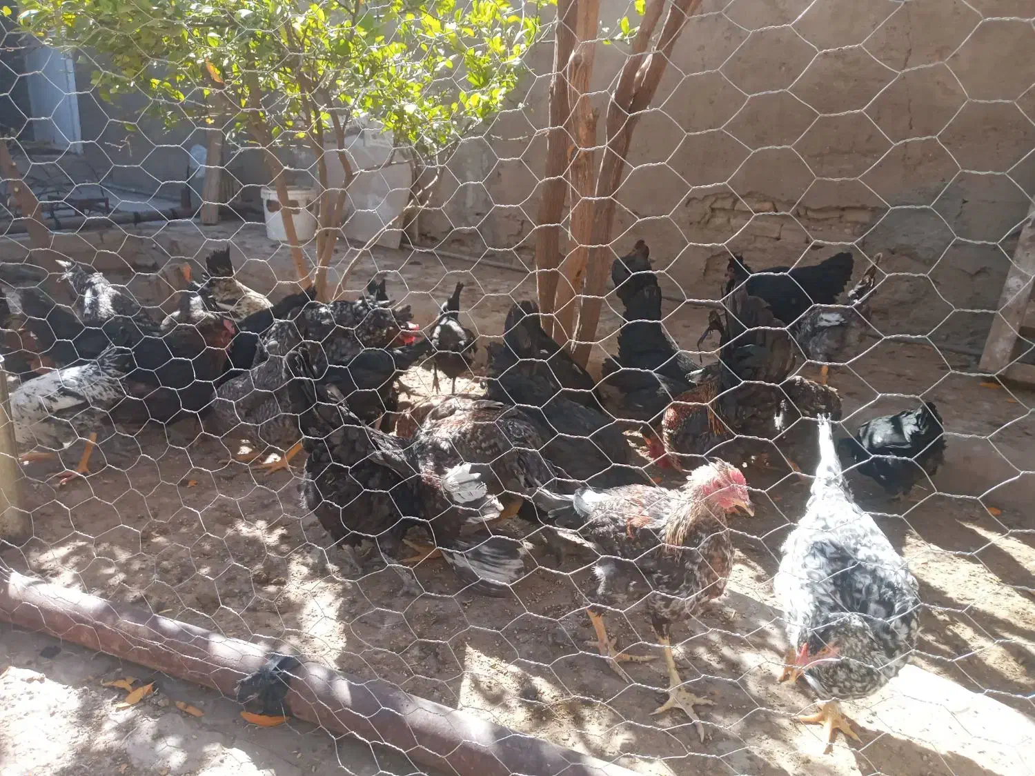 مرغ وخروس محلی|حیوانات مزرعه|فسا, |دیوار