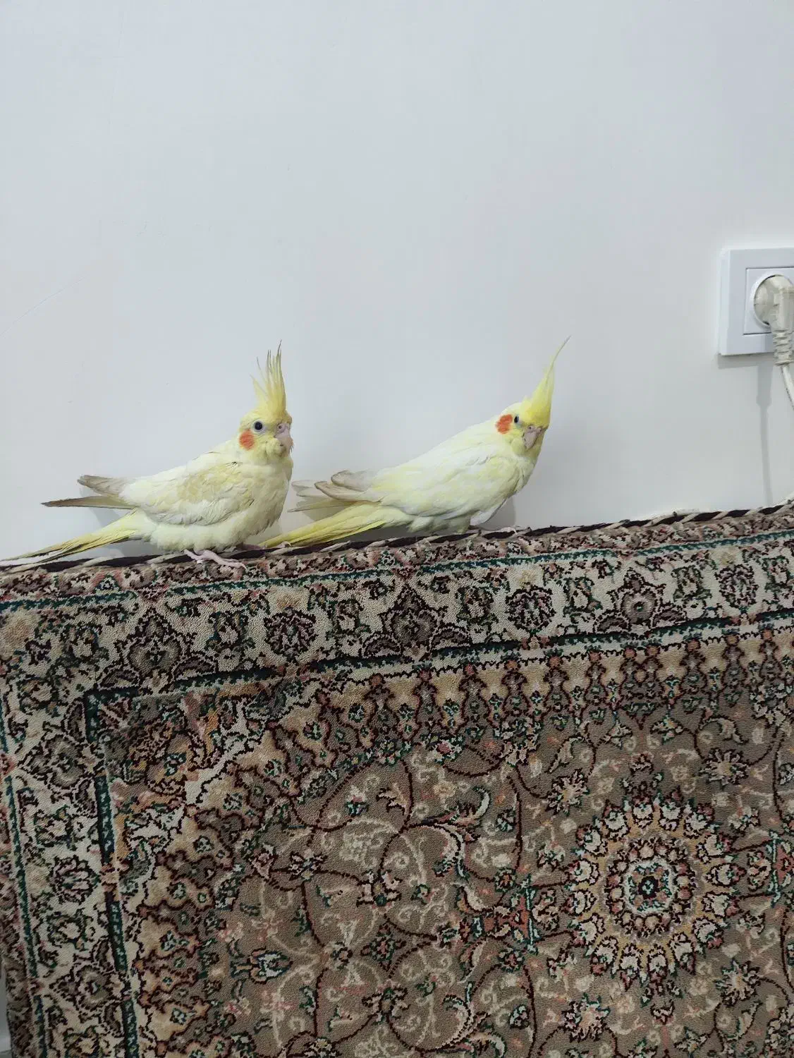 دوتاعروس هلندی جوان نر ومادە بدون هیچ مشکلی|پرنده|مریوان, |دیوار