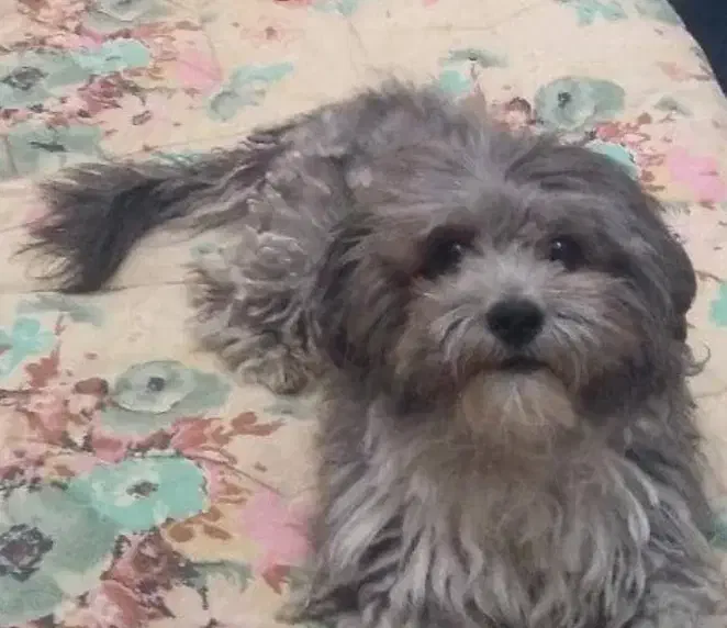 شیتزو|سگ|فردیس, شهرک شهید حسینی|دیوار