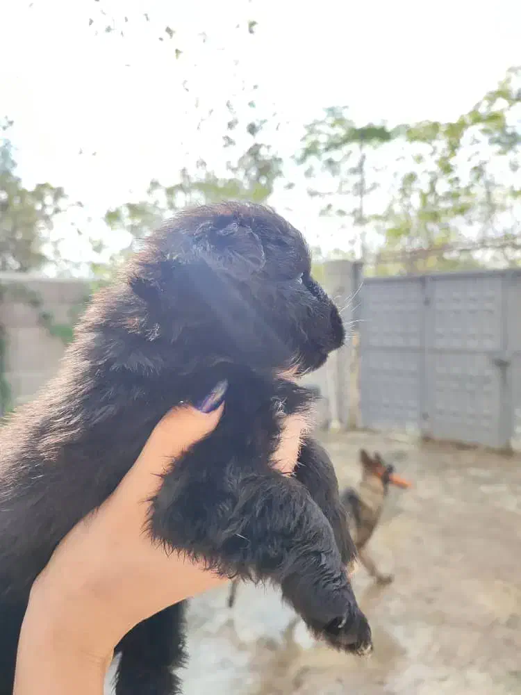 واگذاری پامرکوچولو بامزه|سگ|رشت, حومه رشت|دیوار