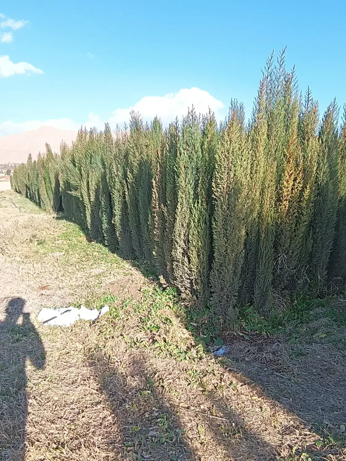 نهال نهالستان پرتقال نارنگی بادام سروناز لیمونشاع|خدمات باغبانی و درختکاری|شیراز, سایت اداری|دیوار