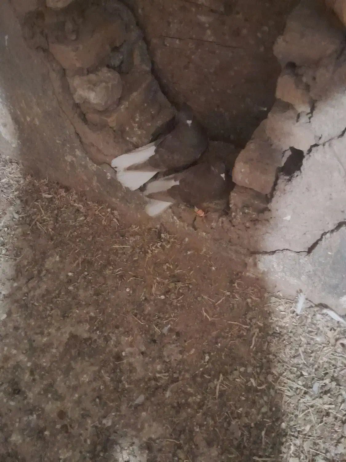 سرکه دم سفید نر ماده|پرنده|الوند, |دیوار