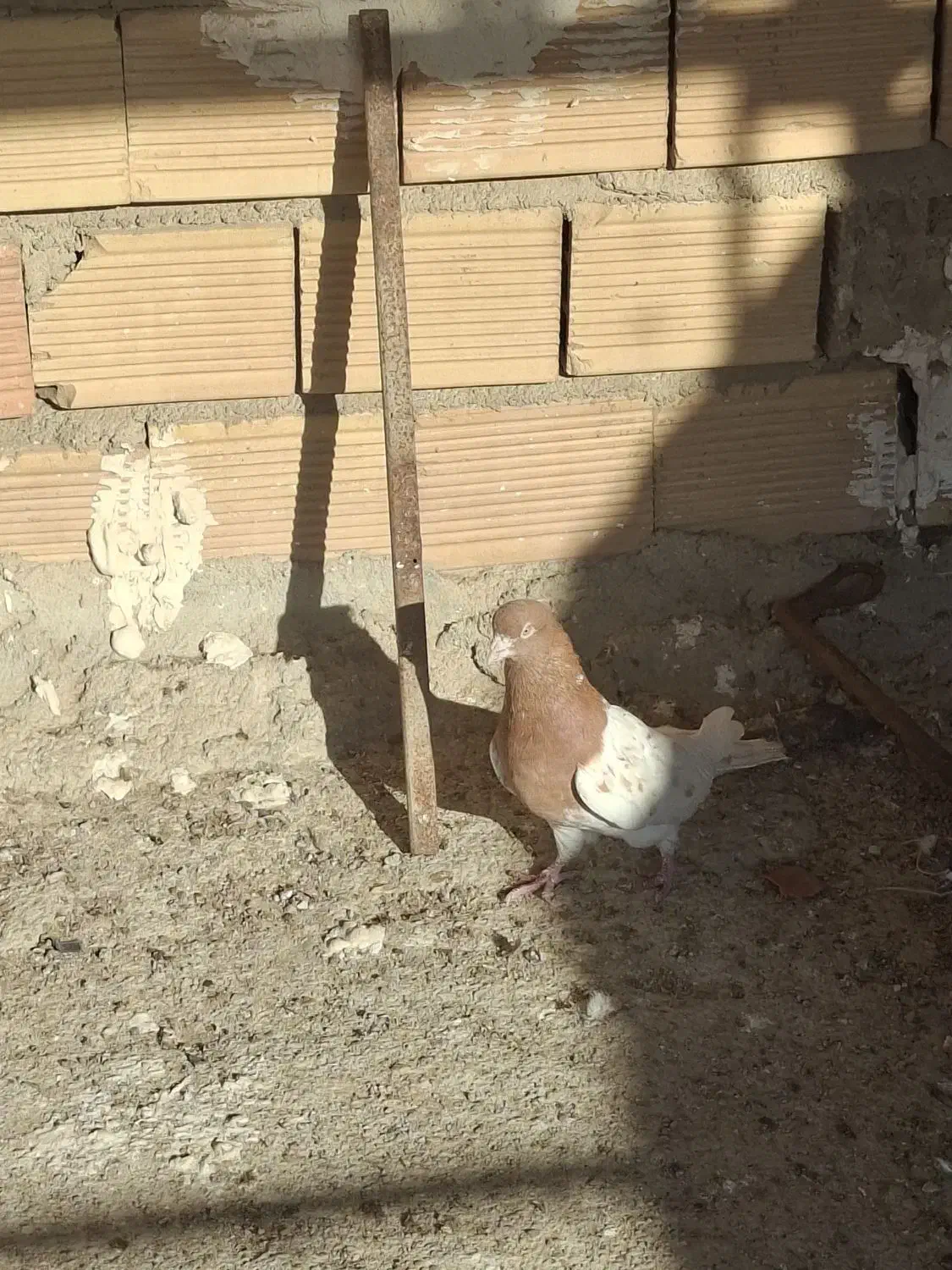 کله زرد|پرنده|بندر ماهشهر, |دیوار