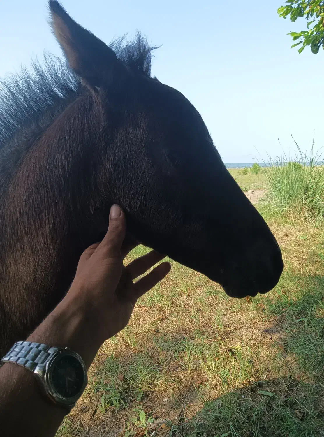 کره اسب|اسب و تجهیزات اسب‌سواری|کلاچای, |دیوار