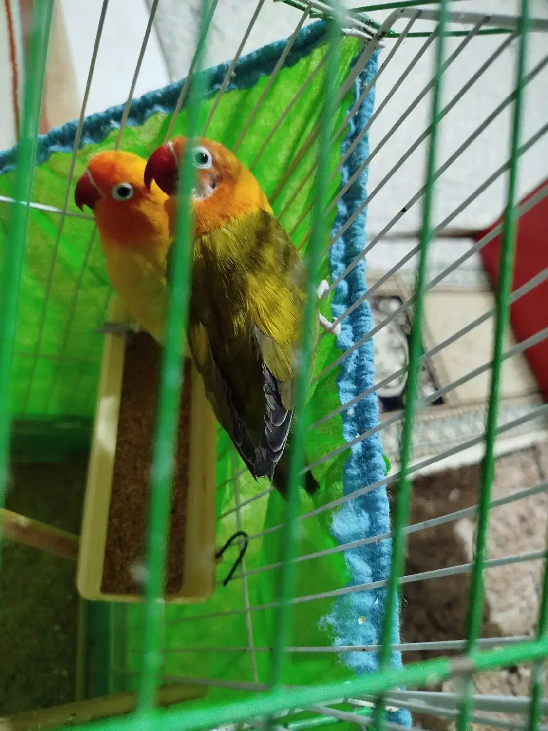 طوطی برزیلی|پرنده|تهران, شهمیرزادی|دیوار