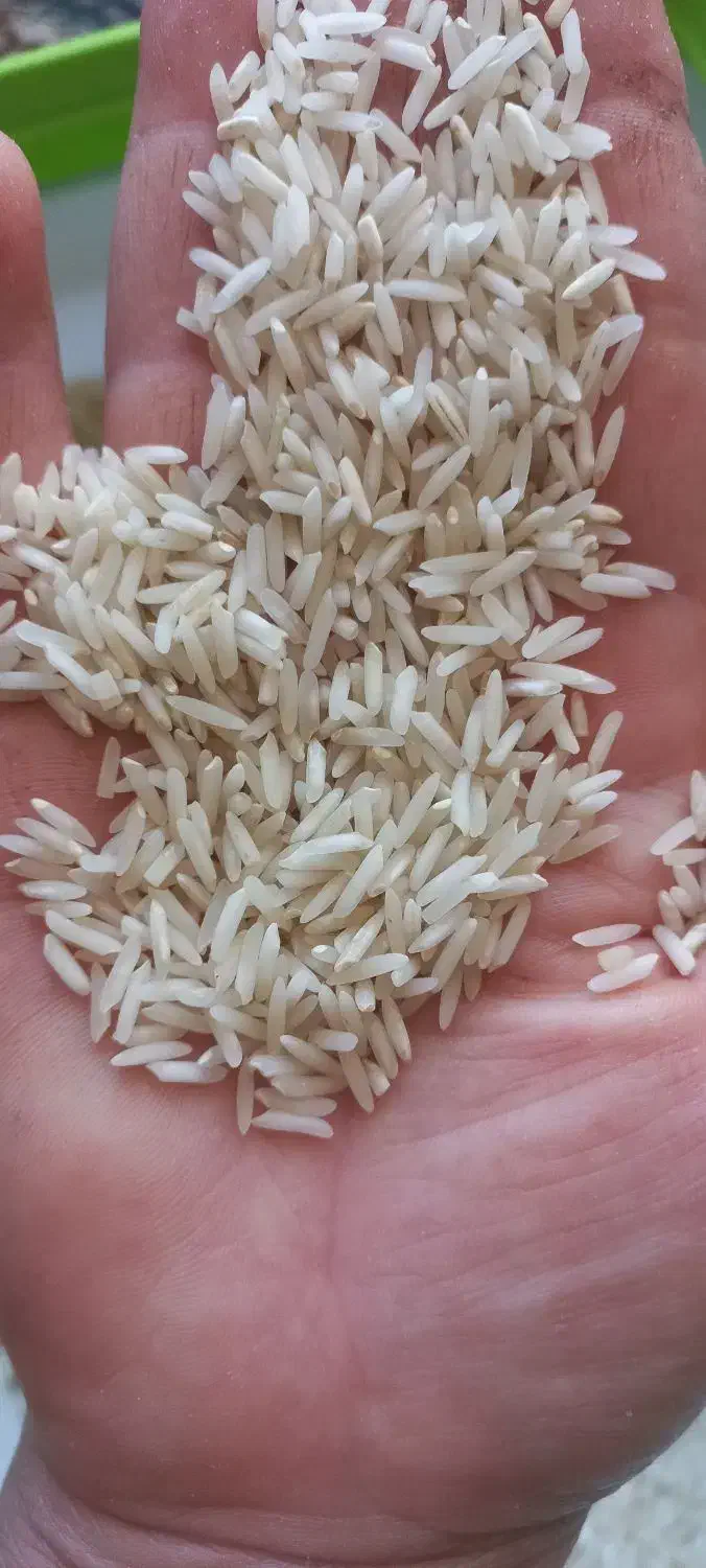 برنج طارم محلی|خوردنی و آشامیدنی|کوهدشت, |دیوار