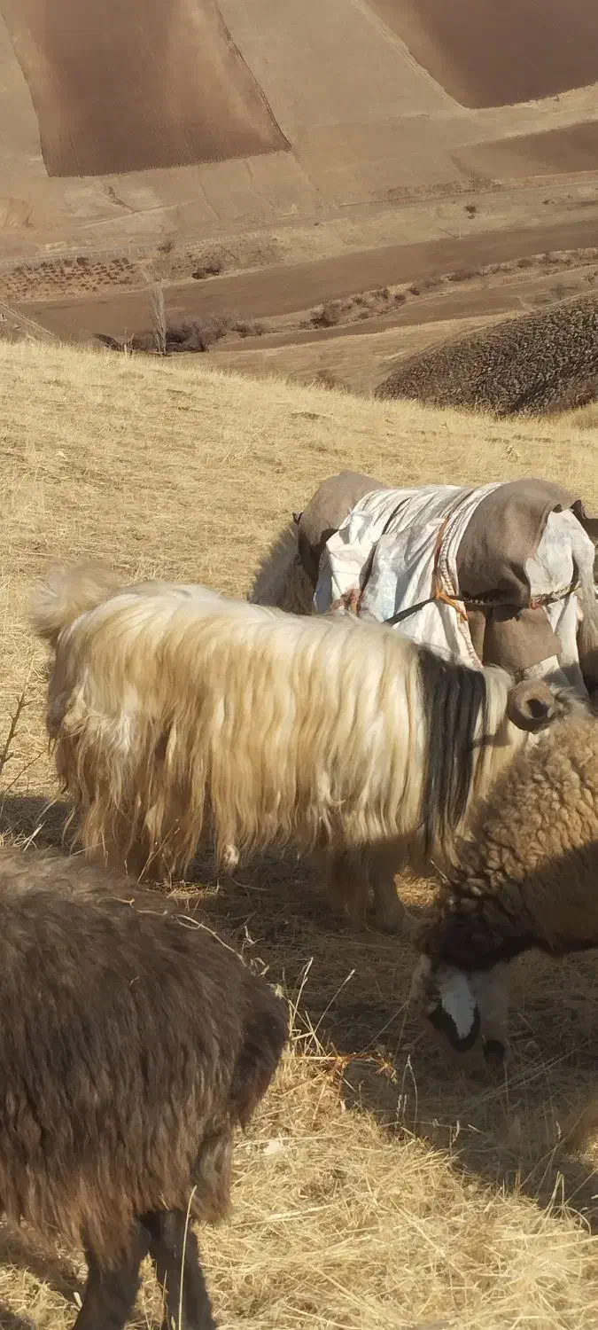 برای فروش|حیوانات مزرعه|خلیفان, |دیوار