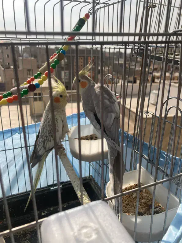 عروس هلندی|پرنده|شریفآباد, |دیوار