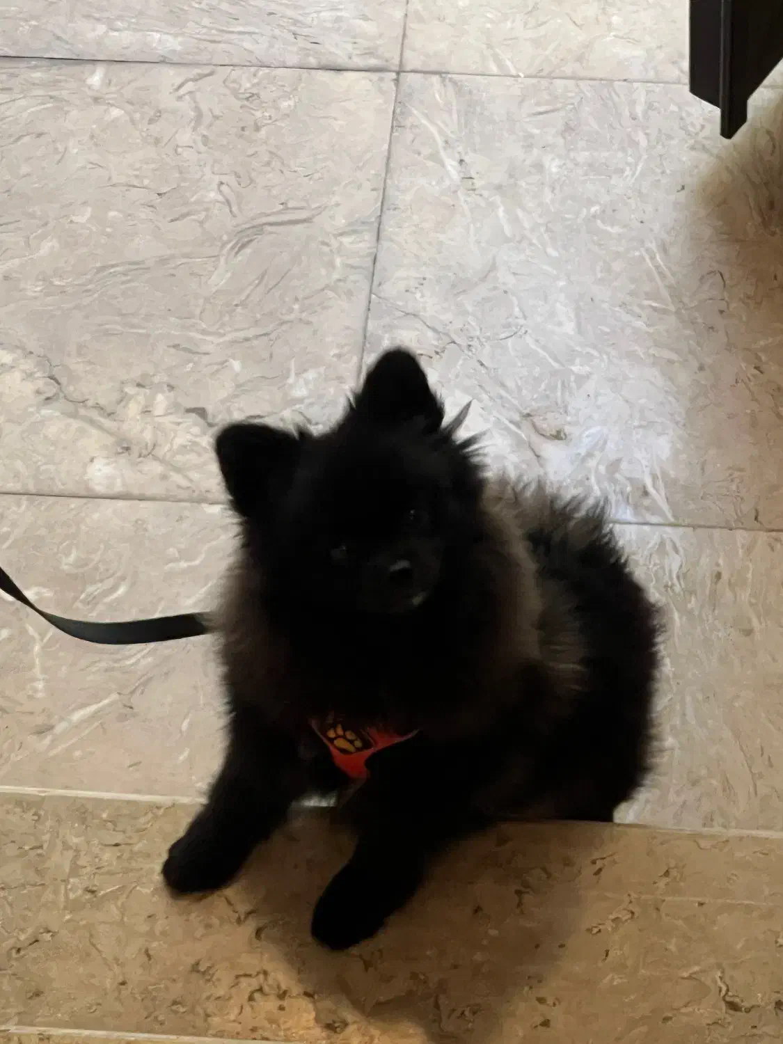 پامرانین بلک آموزش دیده|سگ|تهران, تهرانپارس جنوبی|دیوار