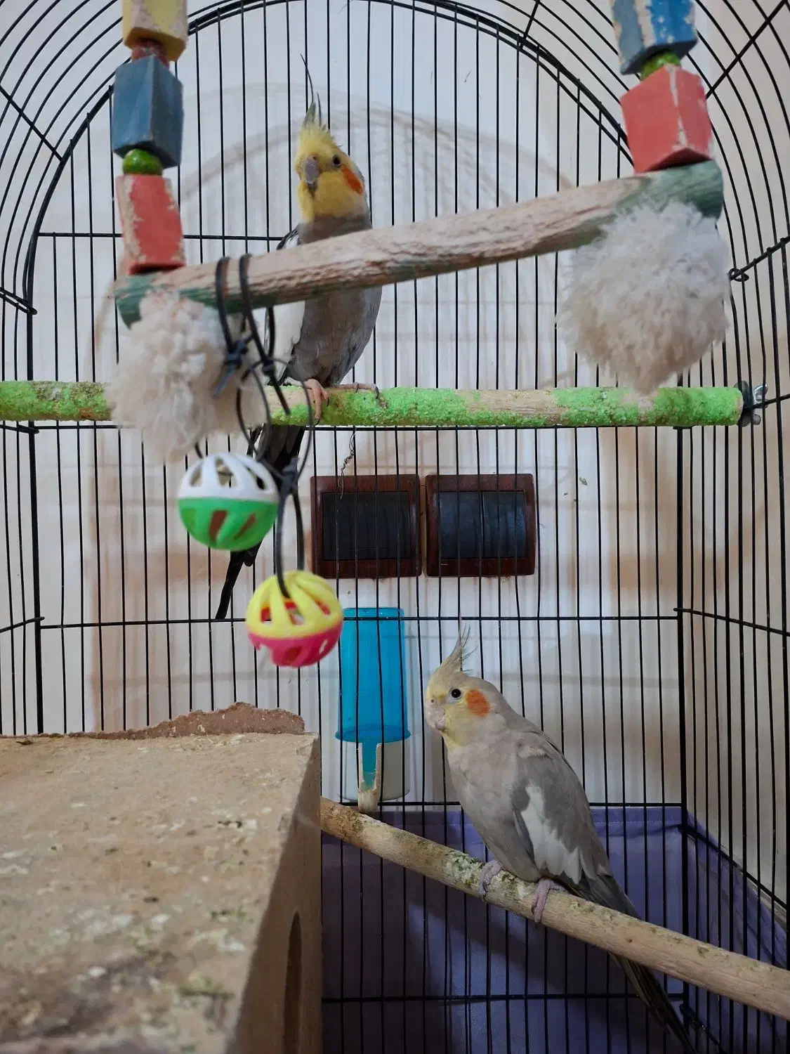 عروس هلندی جفت|پرنده|گنبد کاووس, |دیوار