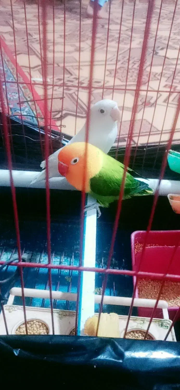 یک جفت طوطی کتوله سرتخم هست|پرنده|ایرانشهر, |دیوار