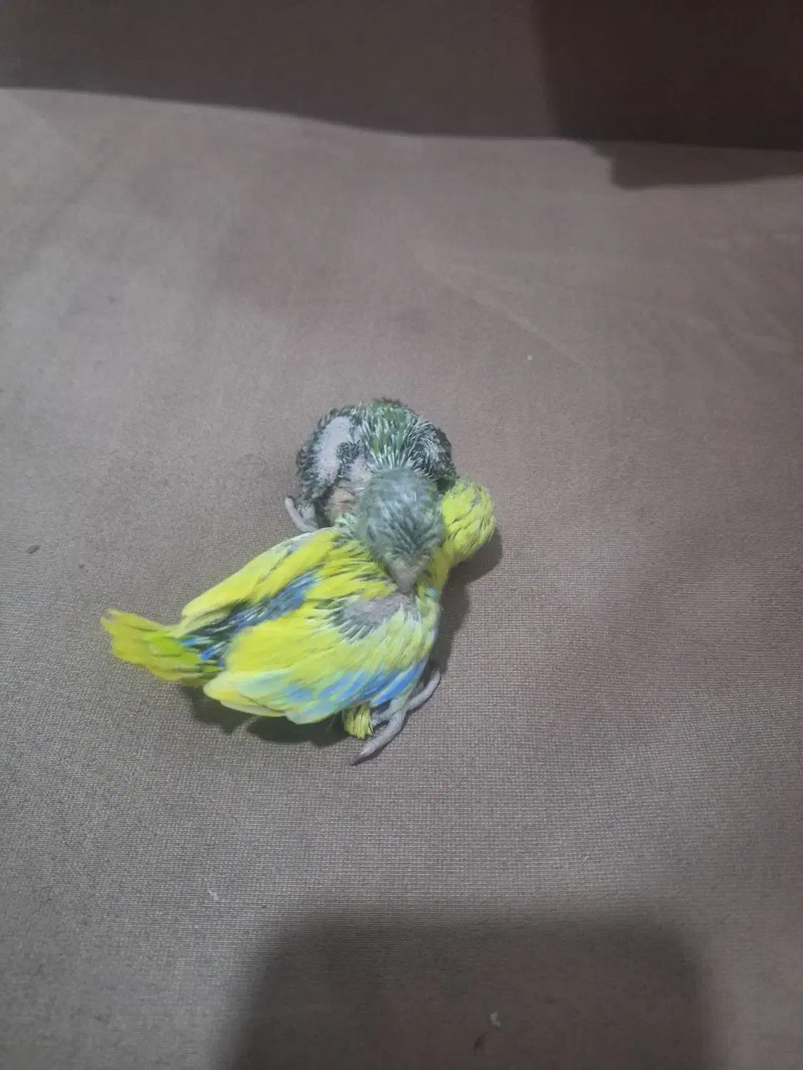 طوطی پروتلت بند انگشتی|پرنده|قم, چهل درخت|دیوار