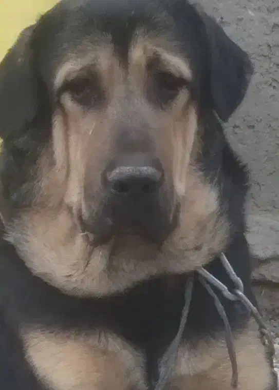 سگ عراقی ۱۹ماهه|سگ|هشترود, |دیوار