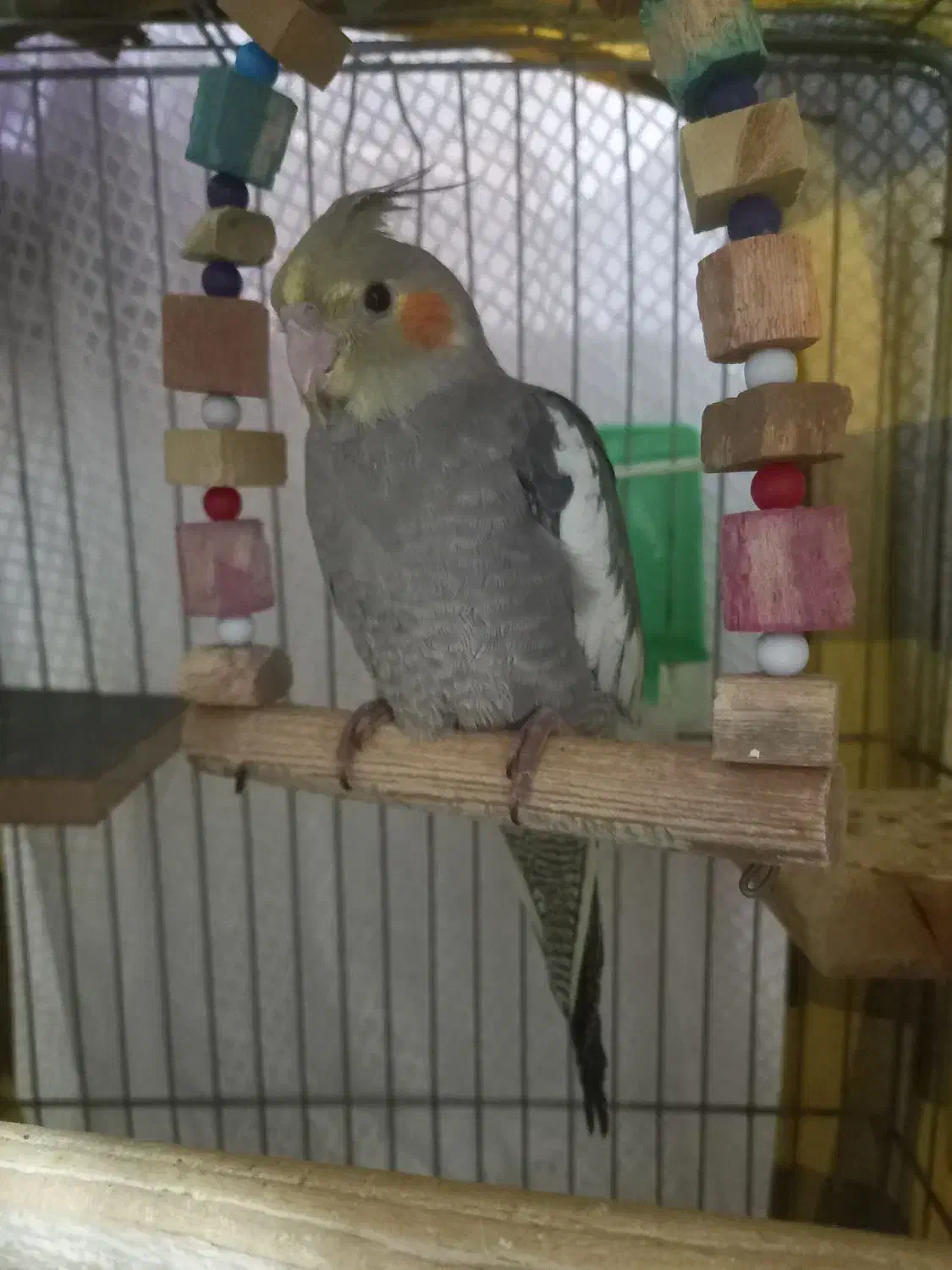 عروس هلندی|پرنده|رباط‌کریم, شترخوار|دیوار