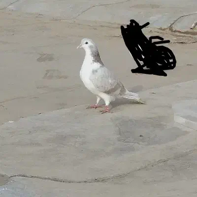 یک جفت کفتر ساده هفترنگ|پرنده|تربت جام, شهرک معلم|دیوار