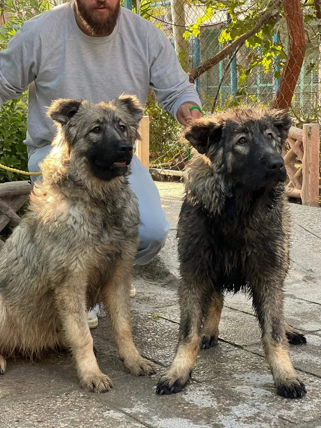 توله قفقازی|سگ|محمدشهر, محمدشهر|دیوار