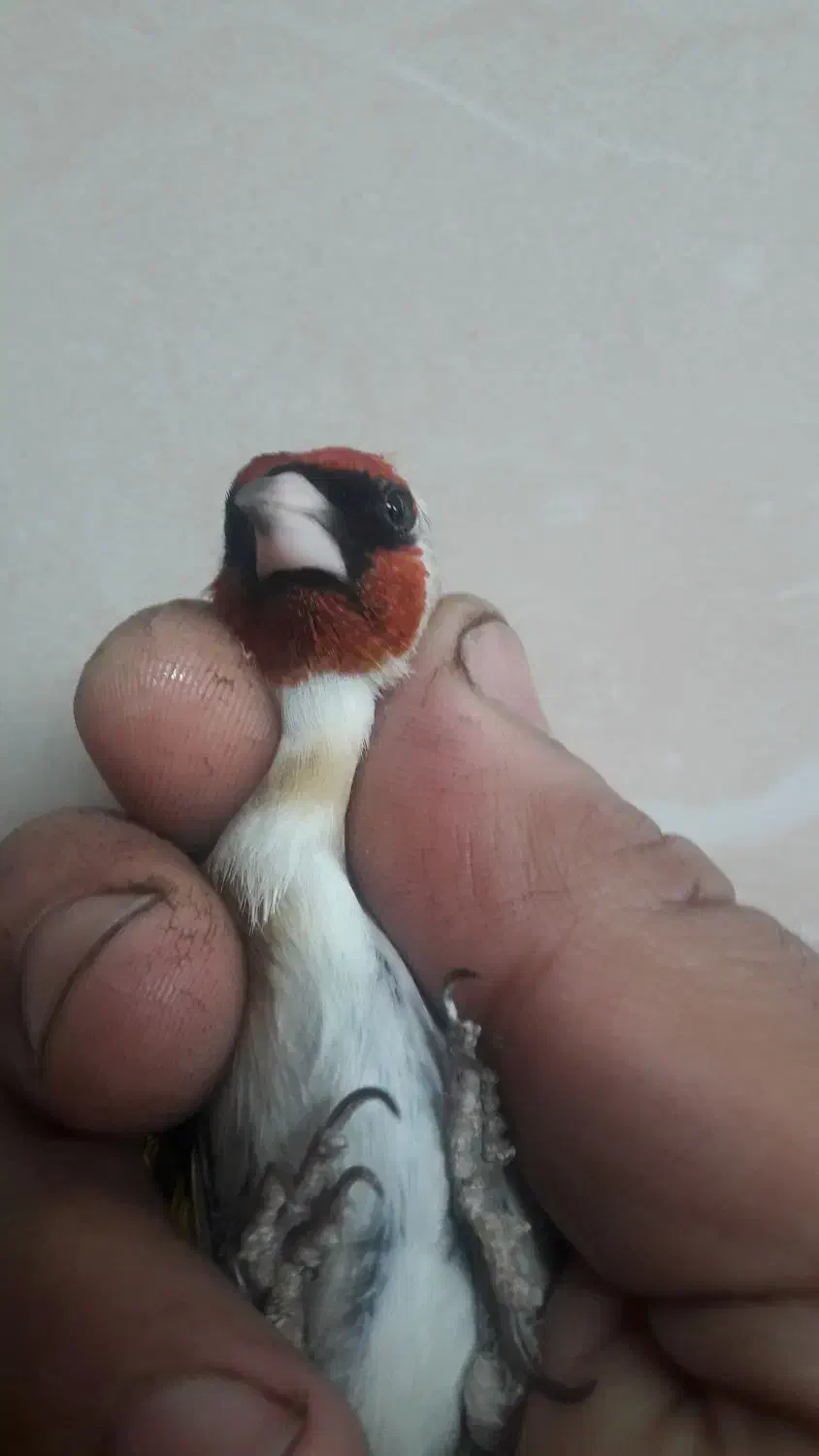 سهره گل بلند|پرنده|قم, شاه ابراهیم|دیوار