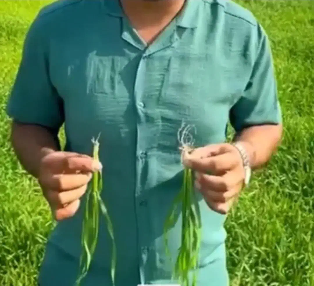 افزایش تناژ برداشت گندم|خدمات باغبانی و درختکاری|بروجن, |دیوار