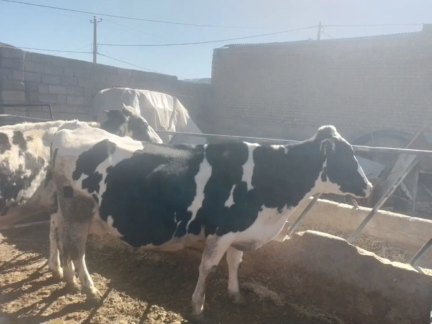 گاو فروشی|حراج|جغتای, |دیوار