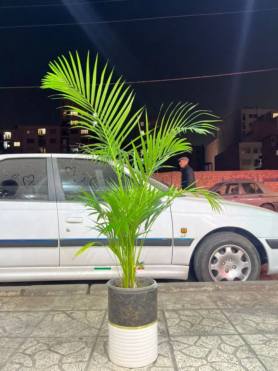 نخل اریکا|گل و گیاه طبیعی|کرج, گلشهر|دیوار