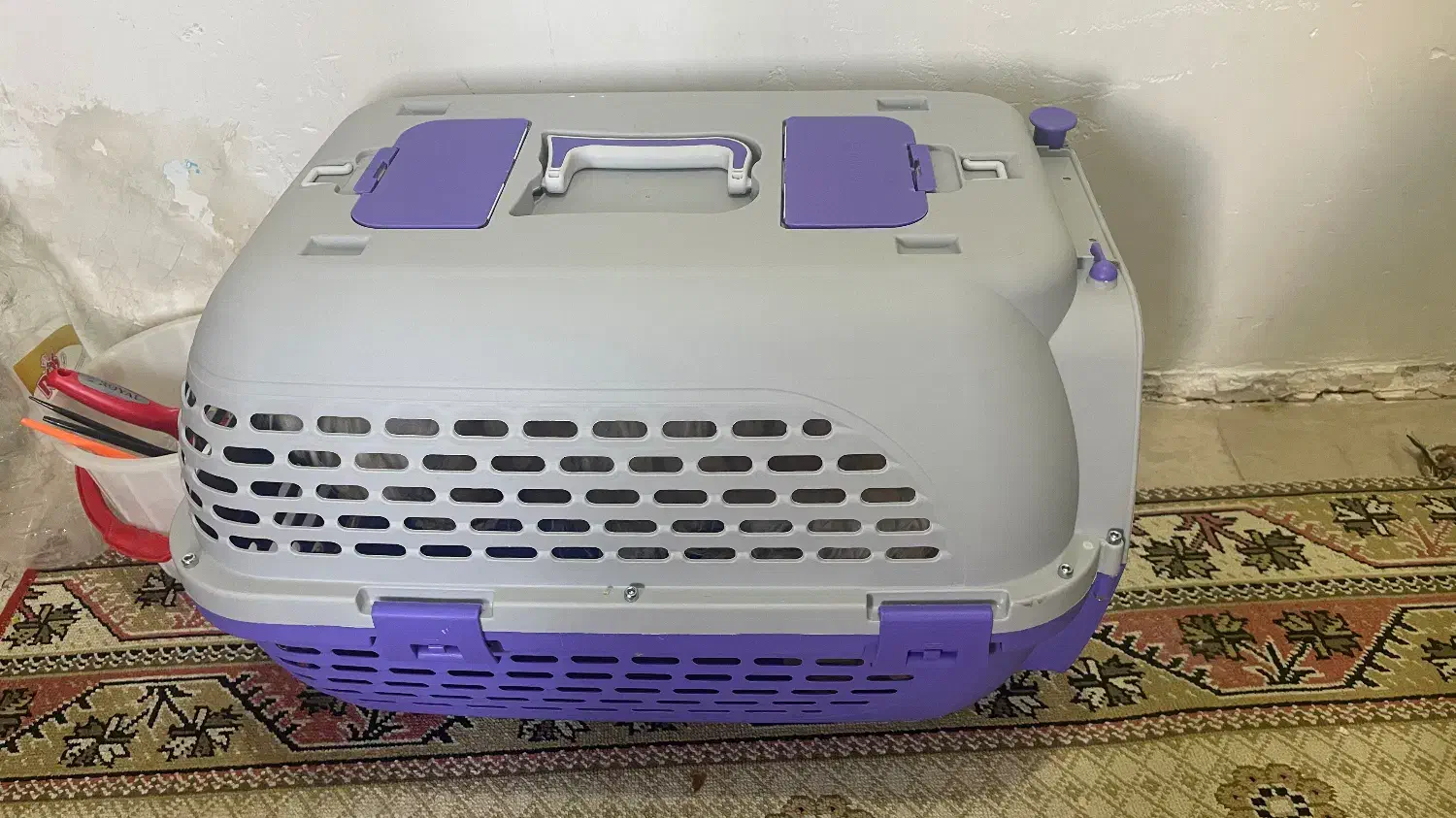 سگ شیتزو|سگ|زنجان, |دیوار