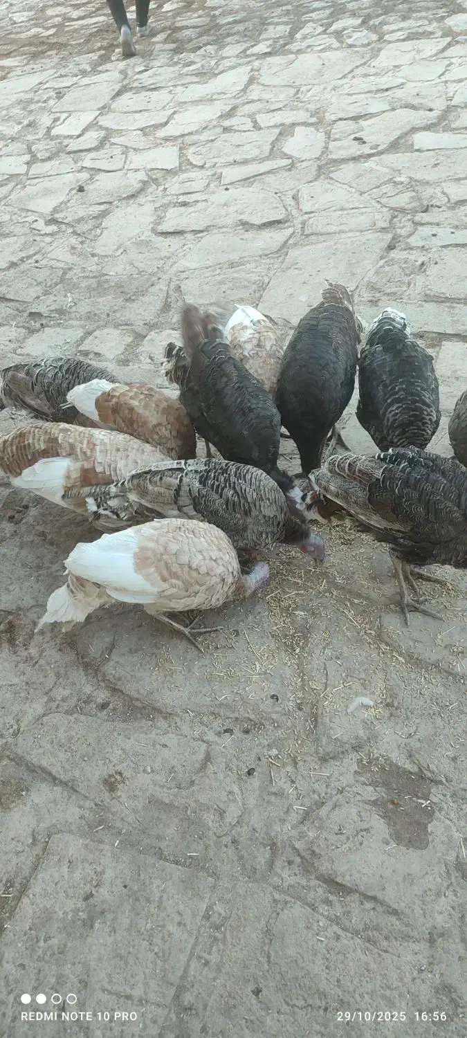 12جوجه ی بزرگ بوقلمون|حیوانات مزرعه|پاپی, |دیوار