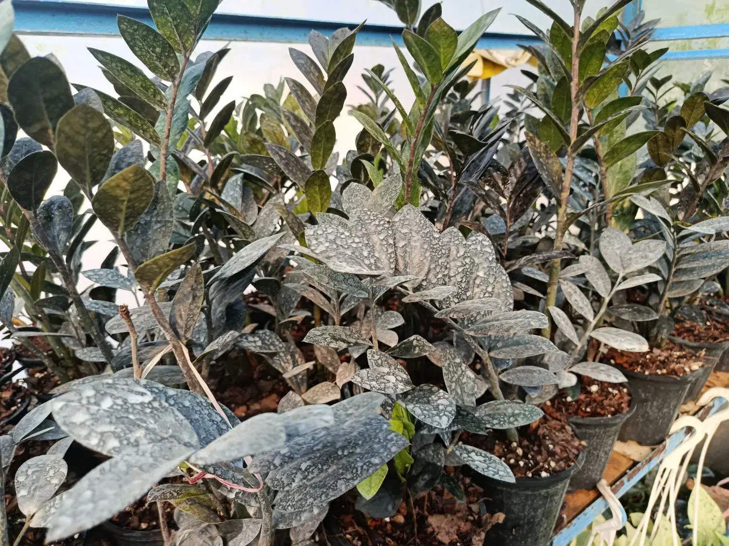 فروشی زامفولیا|گل و گیاه طبیعی|گتاب, |دیوار