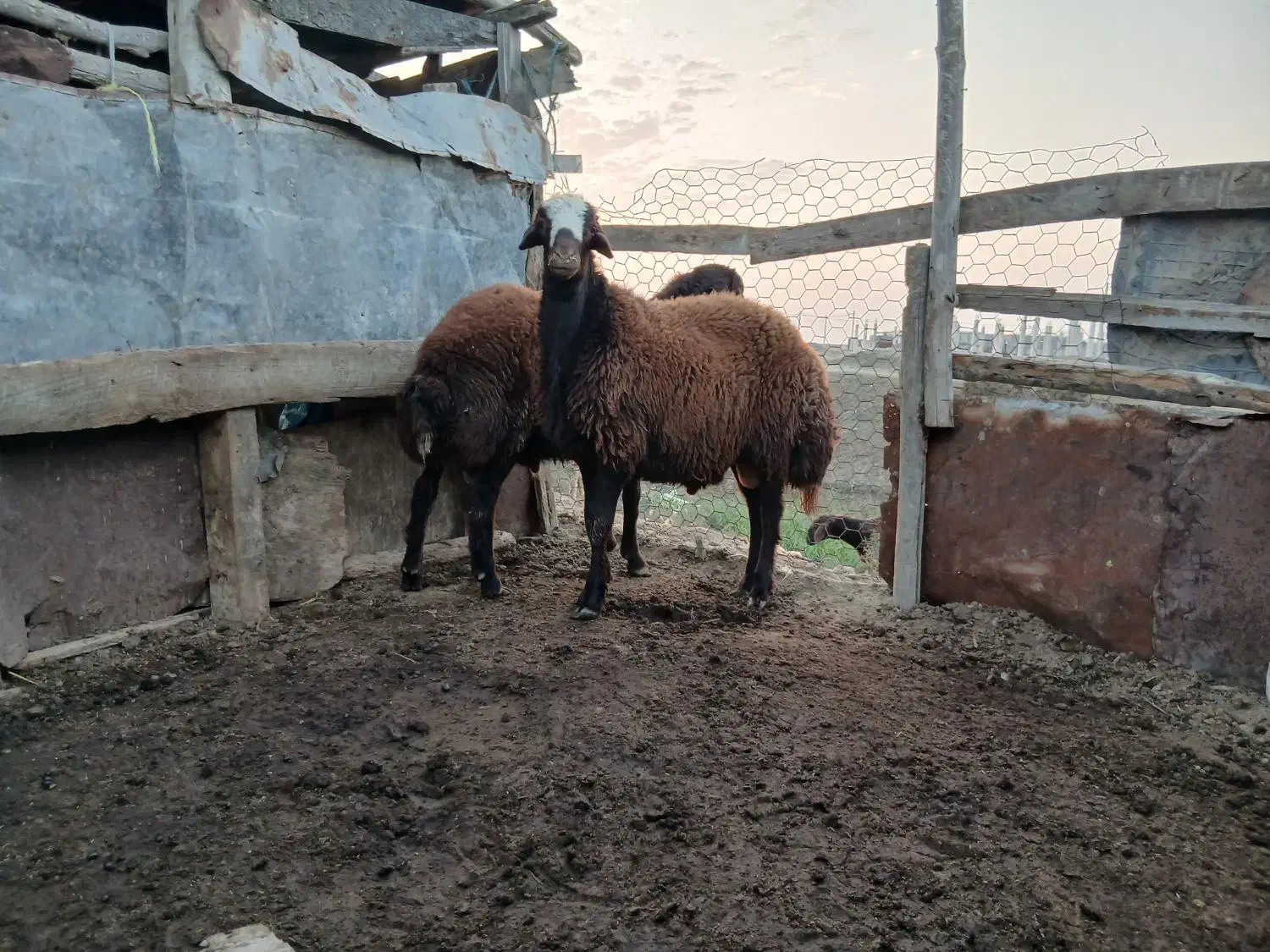 یکعددبرهقوچ|حیوانات مزرعه|گمیشان, |دیوار