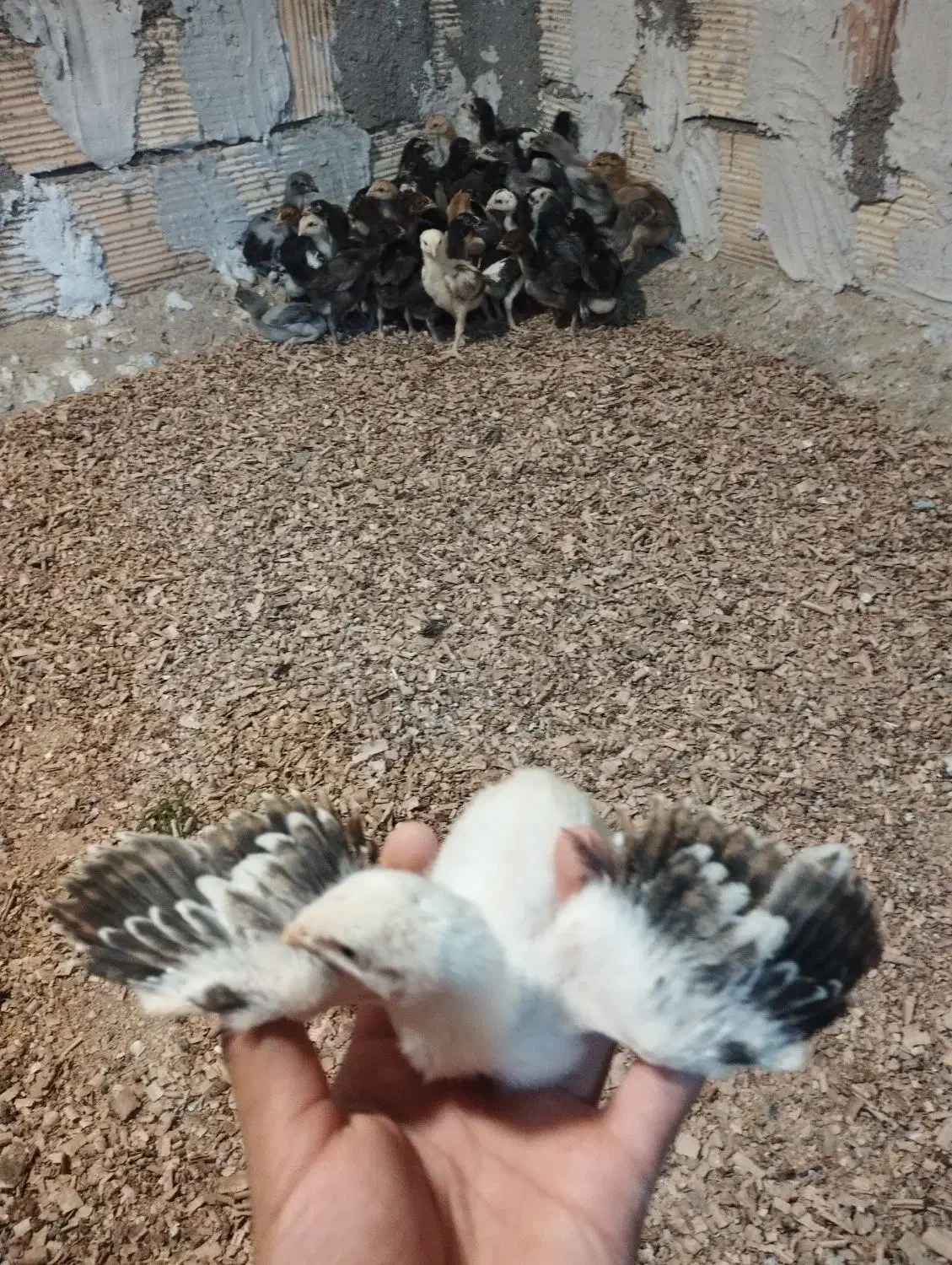 جوجه لاری(اوشامو افغان)|حیوانات مزرعه|طرقبه, |دیوار