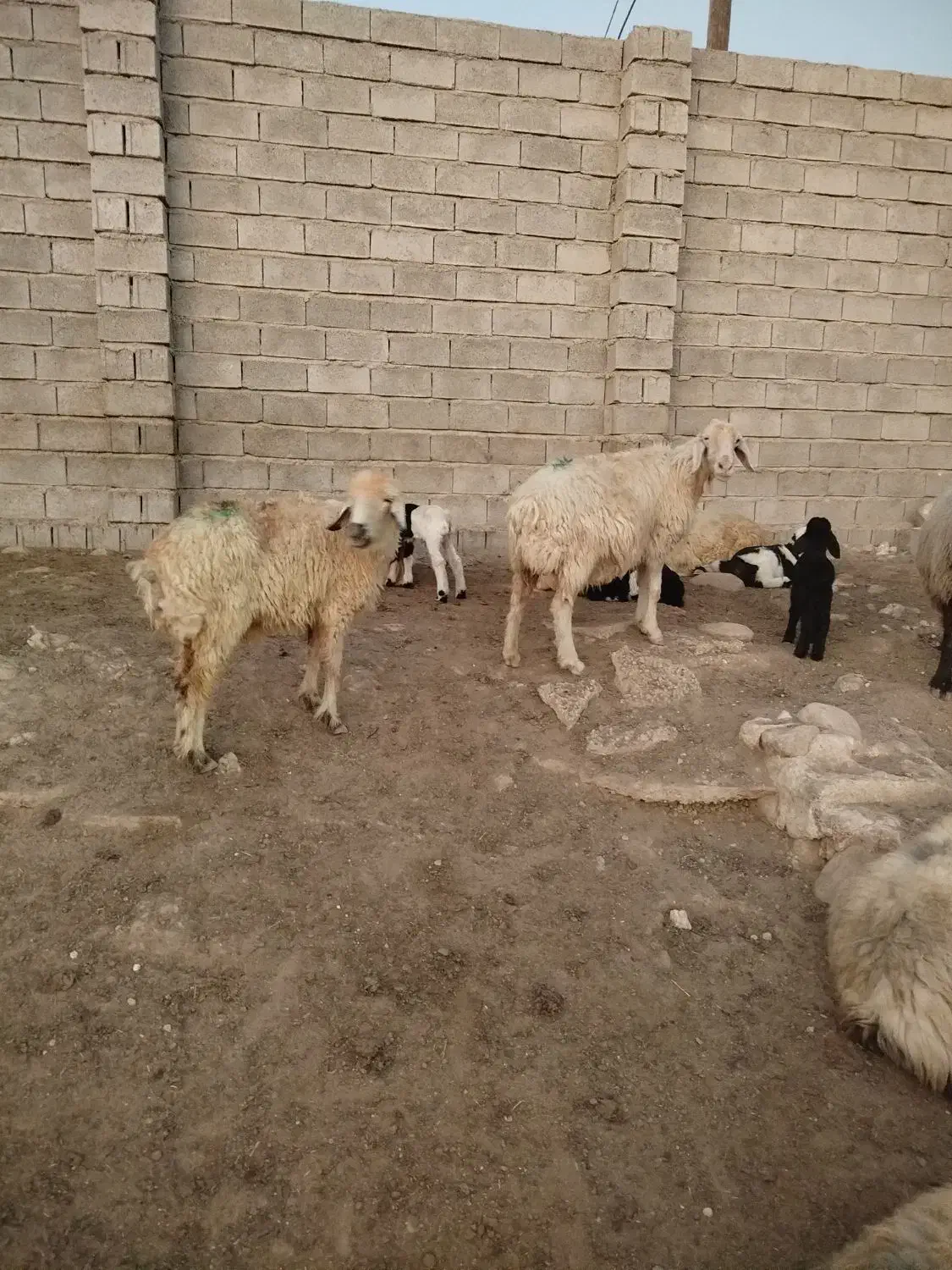 میش|حیوانات مزرعه|بهبهان, |دیوار