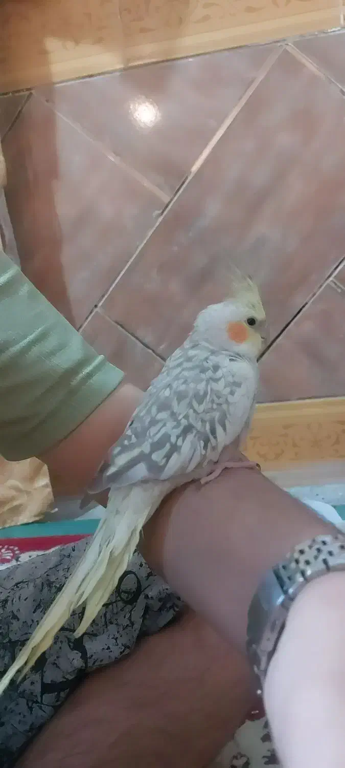 عروس هلندی شیطون قیمت توافقی|پرنده|لنده, |دیوار