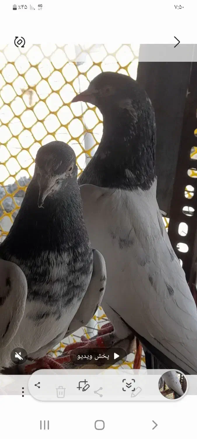 کبوتر پاکستانی  اصیل|پرنده|اردل, |دیوار