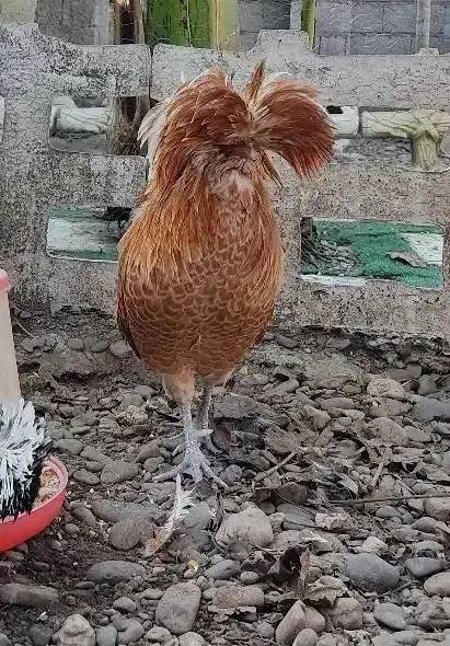 لهستانی پولند اصل|حیوانات مزرعه|رشت, احمد گوراب|دیوار