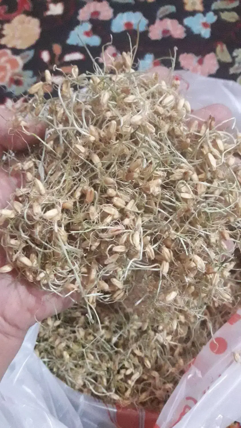 پودر جوانه گندم|خوردنی و آشامیدنی|کرج, حصارک پایین|دیوار