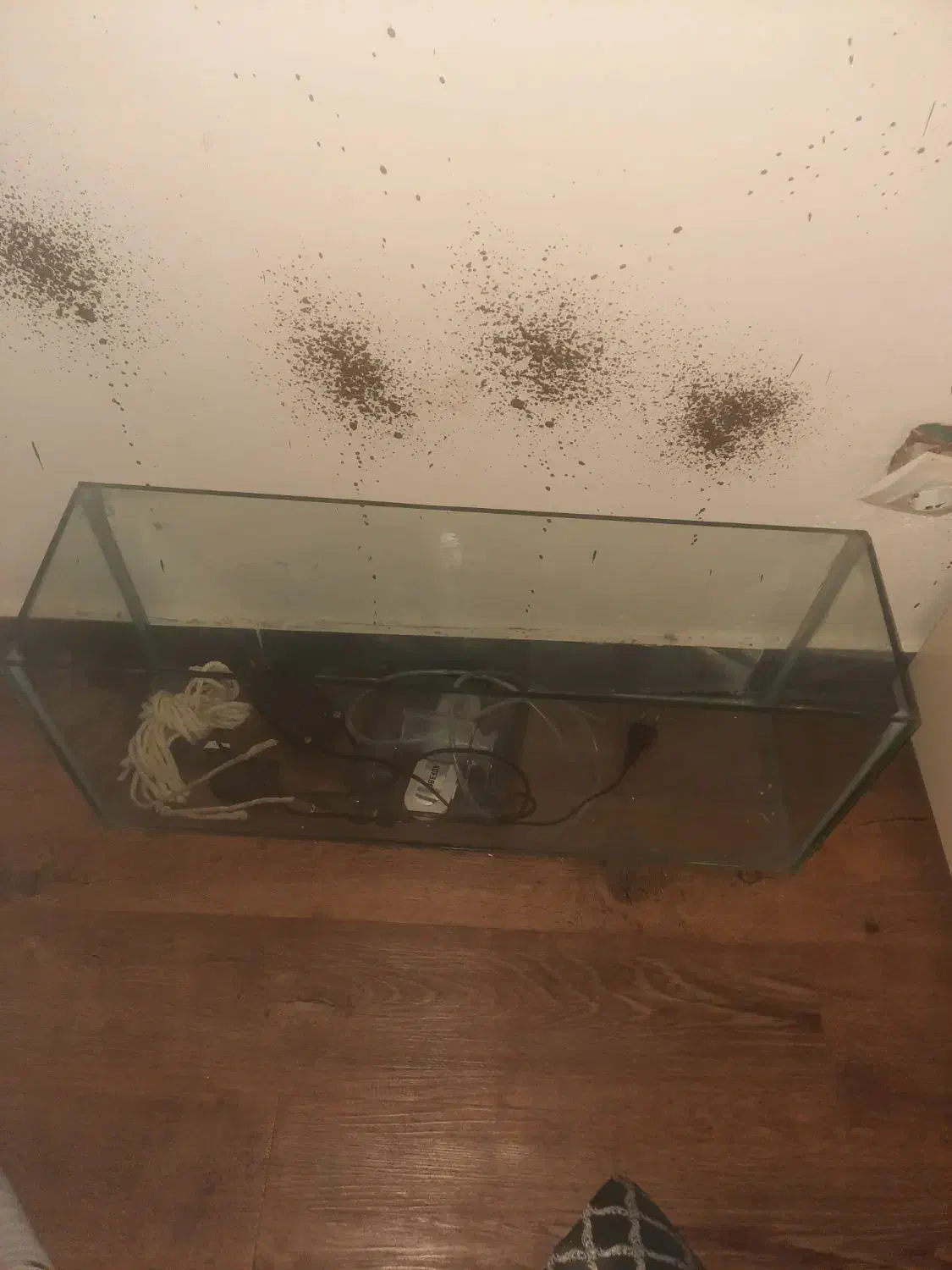 آکواریوم|ماهی|سنندج, |دیوار