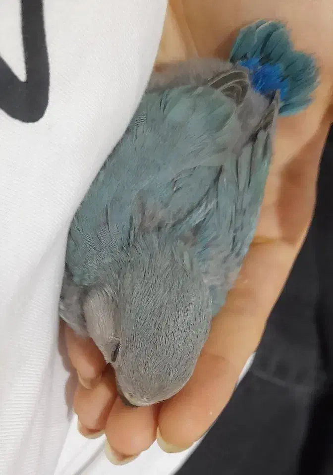 طوطی برزیلی|پرنده|ماهدشت, |دیوار