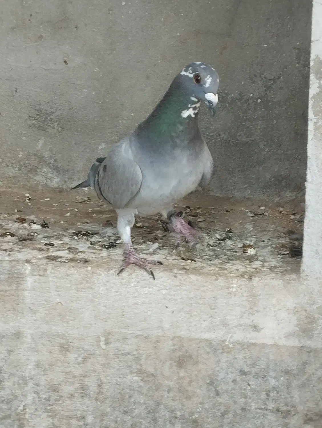 کبوتر قره پلاکی دوخط|پرنده|برازجان, |دیوار