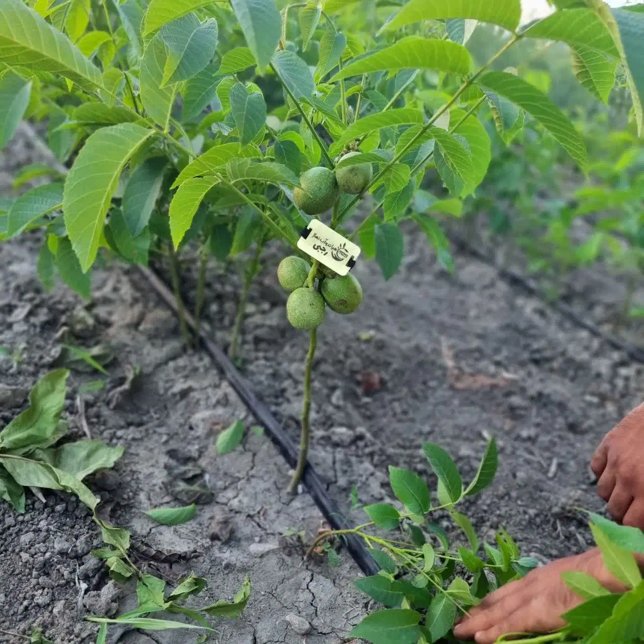 تولید نهال گردو ژنوتیپ پیوندی|خدمات باغبانی و درختکاری|رباط‌کریم, نصیرشهر|دیوار