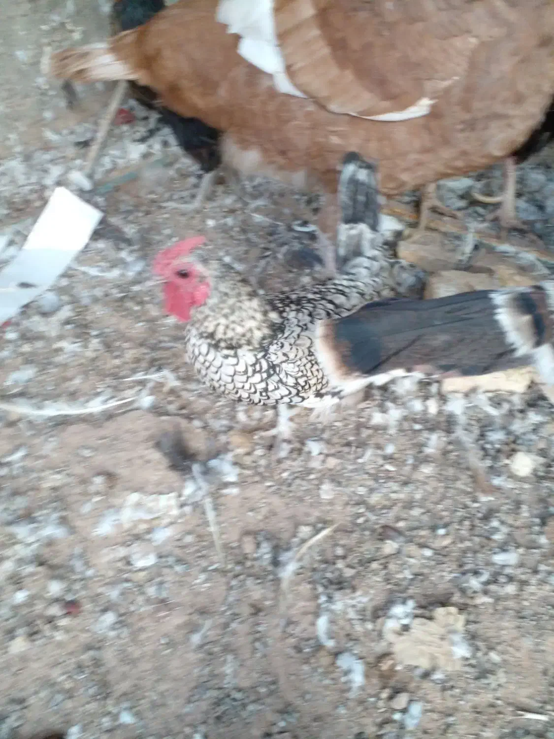 بوقلمون، خروس گردن لخت و مینیاتوری|حیوانات مزرعه|زارچ, |دیوار