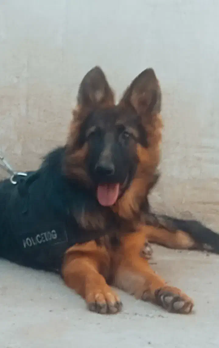 سگ ژرمن|سگ|رفسنجان, |دیوار