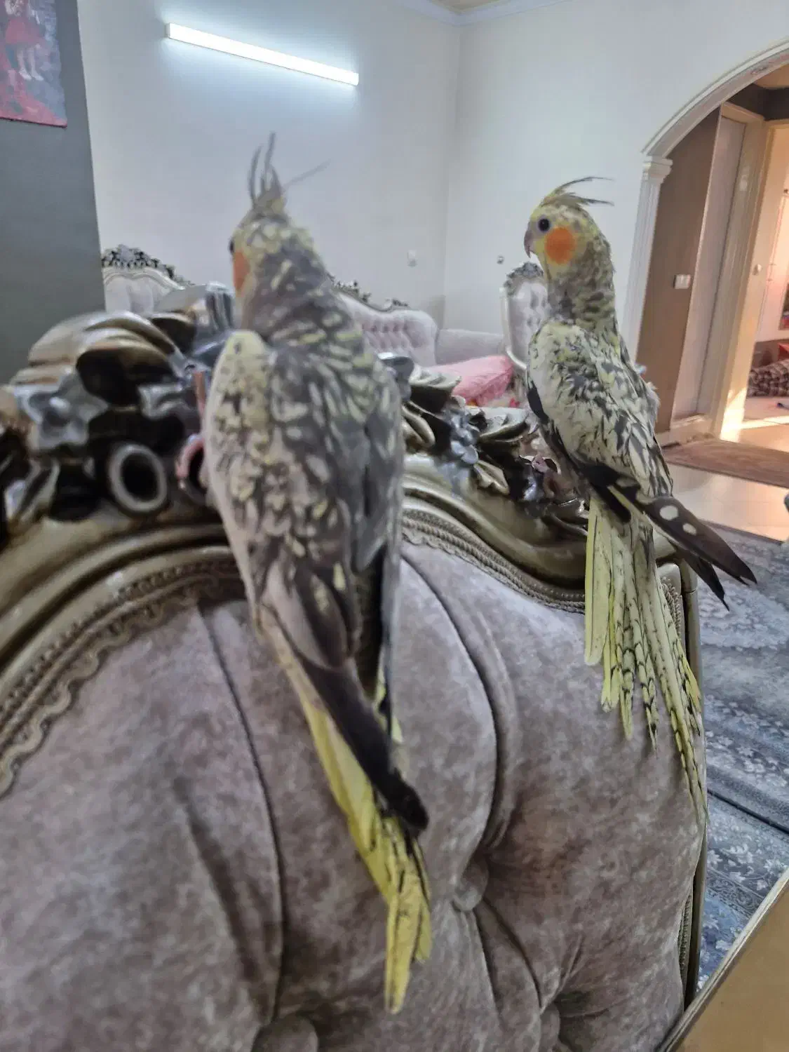 عروس هلندی|پرنده|پاکدشت, پاکدشت (مامازند)|دیوار