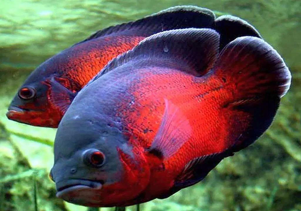 نیروی آقا جهت کار در مزرعه تولیدو پرورش ماهی زینتی|استخدام صنعتی، فنی، مهندسی|آستانه اشرفیه, |دیوار