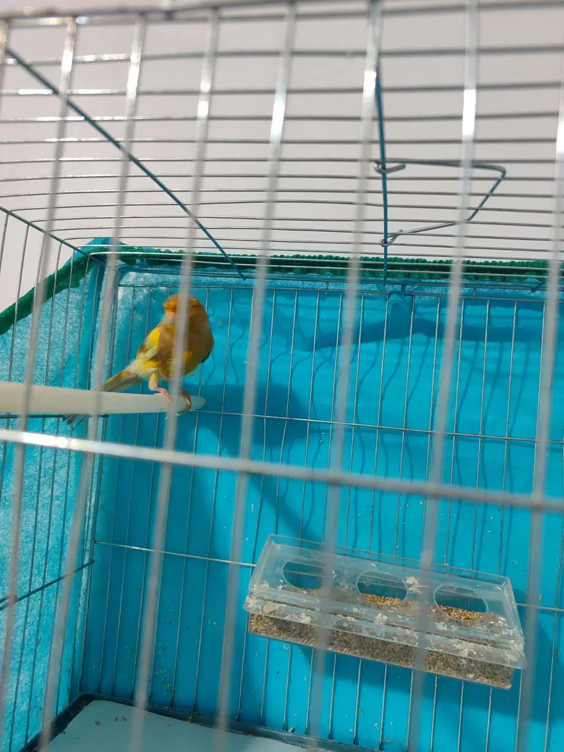 قناری|پرنده|خرمدره, |دیوار