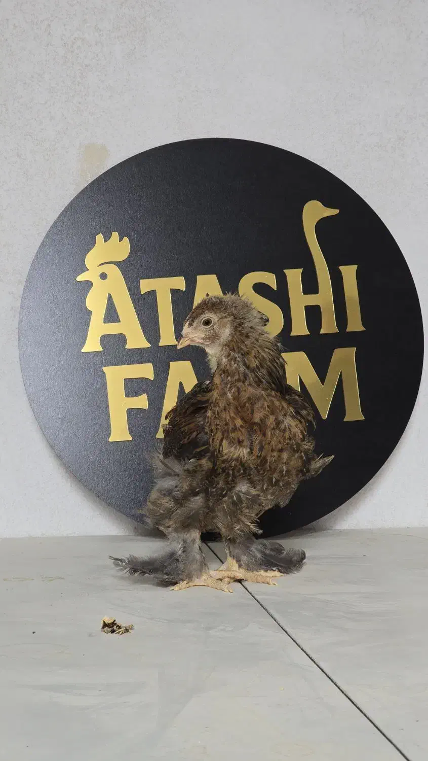 جوجه برهما پاتریچ|حیوانات مزرعه|میبد, |دیوار